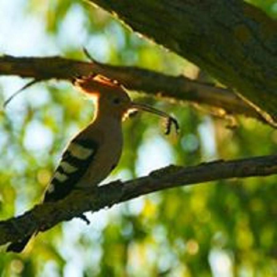 Losiowy Kat Goniadz Ngoại thất bức ảnh